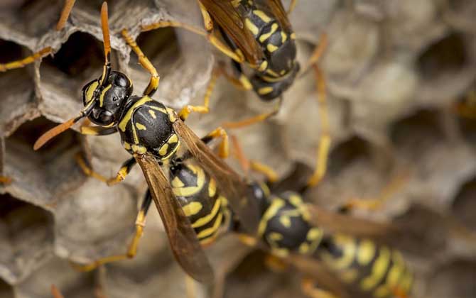 被馬蜂蟄了找不到毒刺？你可能搞錯了，馬蜂蟄人后不會留下毒刺！