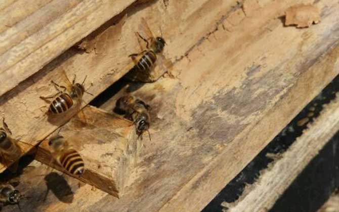 養蜂不僅要技術，還要養蜂工具，這些工具可使蜜蜂養殖事半功倍！