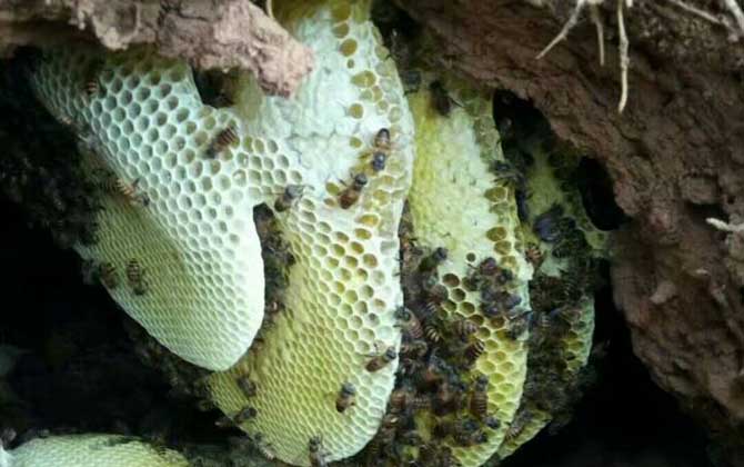 沒有蜂群還談什么養蜂，如何獲取蜂群？其實方法無外乎這兩種！