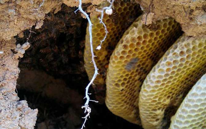 蜜蜂會在哪里筑巢？選址極為苛刻，不滿足這些條件絕不安“家”！