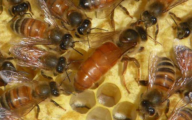 蜂王雖然被稱為王，但并不是“王”，蜂群實際上是工蜂“當(dāng)家”！