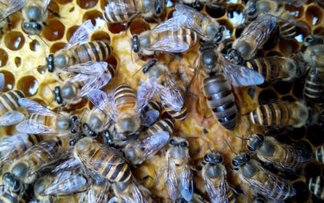 蜂種是養(yǎng)蜂效益的關(guān)鍵，試試這幾種方法，人工選擇改良蜂種質(zhì)量！