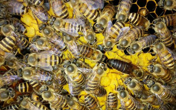 分蜂不一定要兩只蜂王，用這個辦法，只有一只蜂王也能人工分蜂！