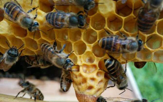 “分蜂熱”的原因，無非這幾個，清楚后才能徹底解除“分蜂熱”！