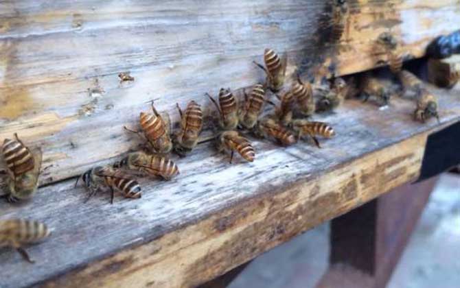 自然分蜂后不知道怎么辦，像這樣操作，輕松可將分蜂群收捕回來！