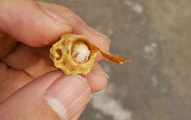 王臺(tái)是蜂王的巢房，大致有這三種，了解它們對(duì)養(yǎng)蜂生產(chǎn)極為有利！