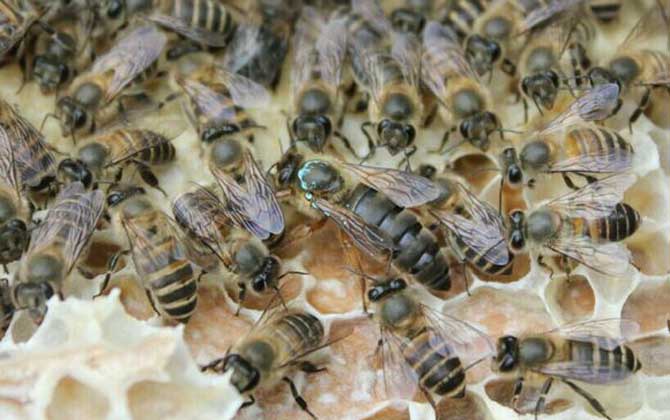 養(yǎng)蜂不知道怎么換王，像這樣操作，輕松用新蜂王將老蜂王替換掉！