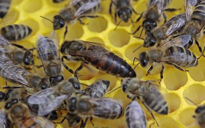 怎樣鑒別蜂王的好壞？按這幾個(gè)標(biāo)準(zhǔn)，優(yōu)質(zhì)王還是劣質(zhì)王一目了然！