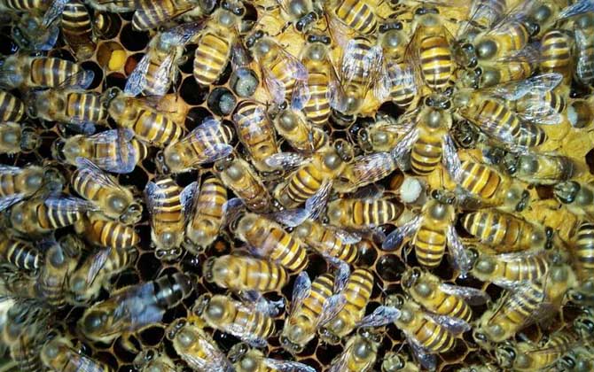飼料是蜂群越冬的關鍵，像這樣飼喂，確保蜂群有充足的飼料越冬！