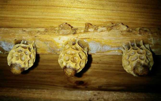 養(yǎng)蜜蜂怎么育王？像這樣人工育王，輕松培育出大量的優(yōu)質(zhì)蜂王！