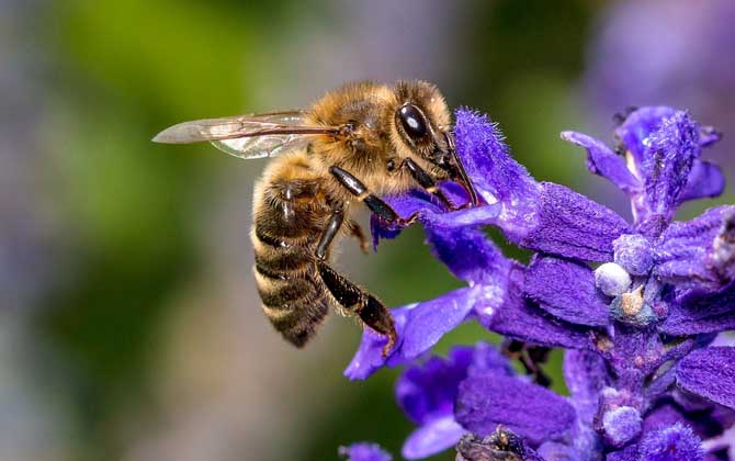 工蜂能變成蜂王嗎？的確有機(jī)會，但條件非常苛刻且一生只有一次！