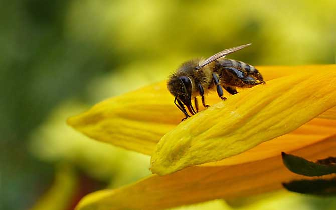 被蜜蜂蟄了怎么處理？不要太緊張，像這樣處理后基本沒啥大問題！