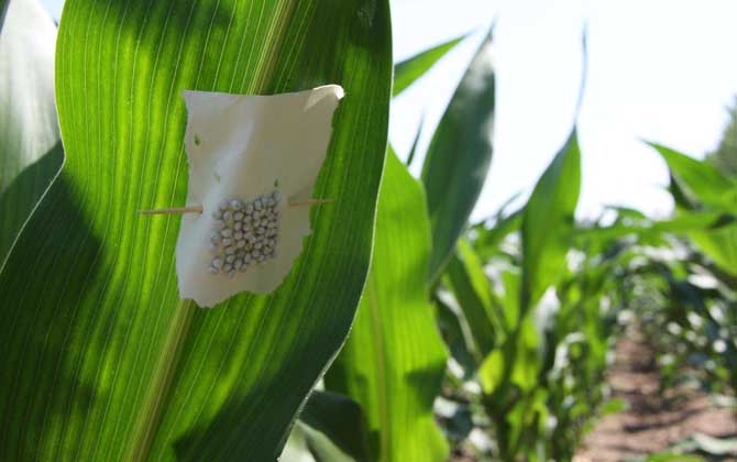 赤眼蜂有什么作用？不要小看它們，有些赤眼蜂堪稱除害小能手！