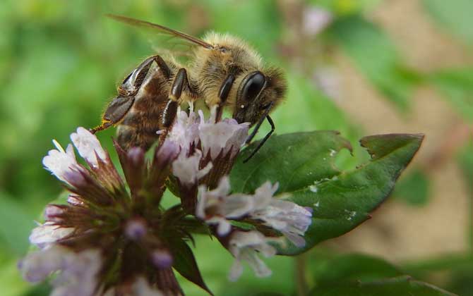 被蜜蜂蟄了怎么處理？只要不發生過敏，正確處理后一般問題不大！