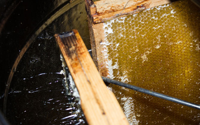 蜂產品有哪些種類？不僅僅只有蜂蜜，有些蜂產品比蜂蜜還要值錢！