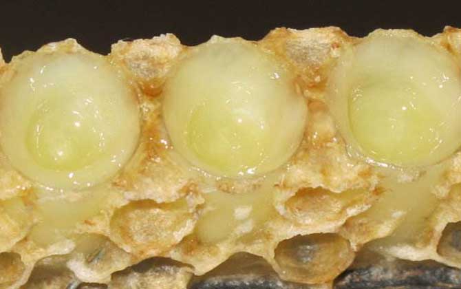 女人吃蜂王漿的副作用有哪些？蜂王漿雖好，但這些副作用要小心！