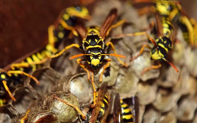 蜂房的功效與作用有哪些？用對了祛風鎮痛，用錯了反而可能中毒！