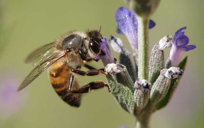 蜂毒療法是真的嗎？雖然有一定的效果，但蜂療也絕非無所不能的！