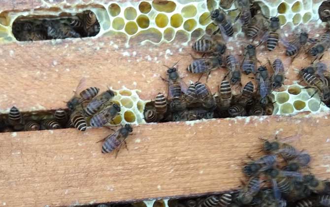 養40箱蜂一年賺多少錢？關鍵看技術，養好了年賺數萬元不在話下！