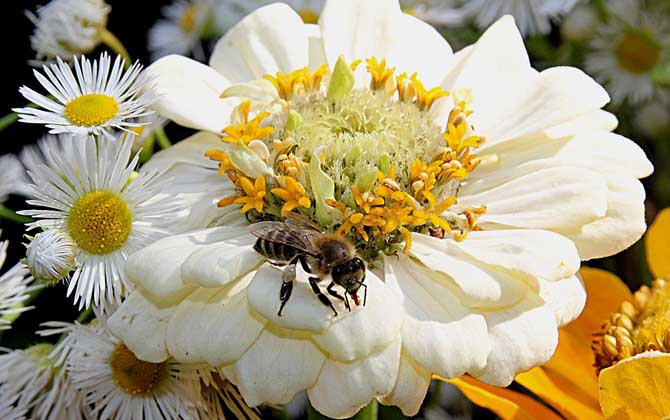 被蜜蜂蟄了找不到刺怎么辦？不必擔(dān)心，蜜蜂毒刺可能自行脫落了！