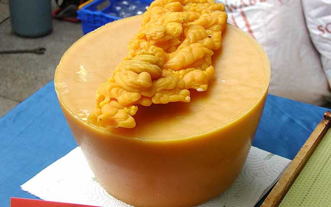 蜂蠟?zāi)艹詥?？雖然嚼不爛，也沒什么味道，但營養(yǎng)價值卻不可小噓！
