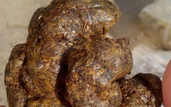 蜂膠是什么東西？蜜蜂采集樹膠加工成的，素有“液體黃金”之稱！