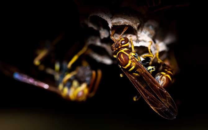 被馬蜂蟄了多久會(huì)死亡？未必會(huì)死亡，但馬蜂蟄人致死也常有發(fā)生！