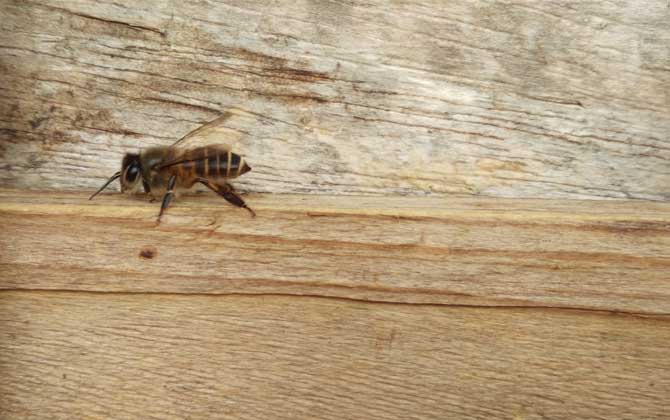 空蜂箱怎么引來(lái)蜜蜂？搞清楚這5個(gè)關(guān)鍵點(diǎn)，野生蜜蜂一群一群的來(lái)！