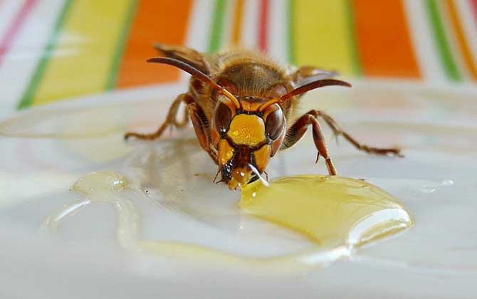 經(jīng)期可以喝蜂蜜嗎？答案是肯定的，實(shí)際上經(jīng)期喝蜂蜜能緩解痛經(jīng)！