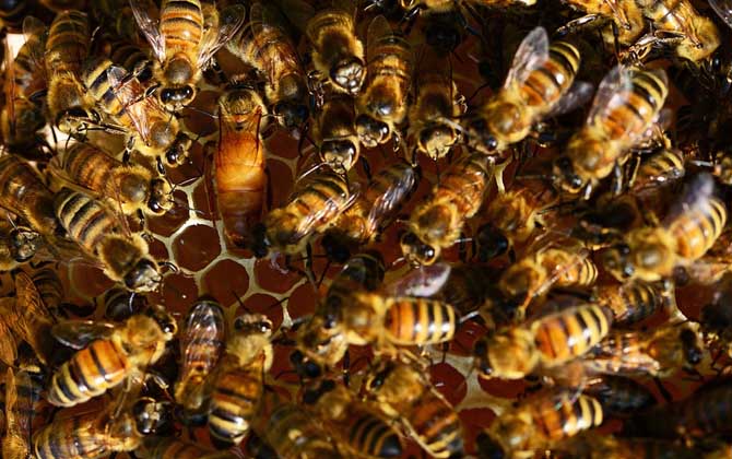 工蜂產卵怎么處理？必須先處理產卵工蜂，然后再介入一只新蜂王！