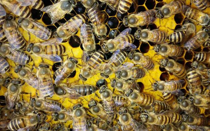 蜜蜂養(yǎng)殖技術有哪些？學會這些養(yǎng)蜂技術，蜜蜂養(yǎng)殖才能得心應手！