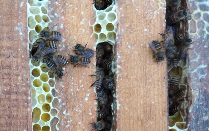 養中蜂最忌諱什么？這幾個毛病不改掉，永遠都養不好中蜂！