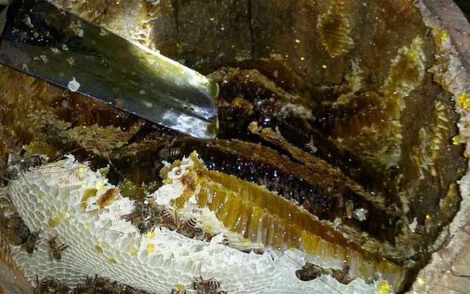 土蜂蜜價格多少錢一斤？比普通蜂蜜貴得多，基本都在100元以上！