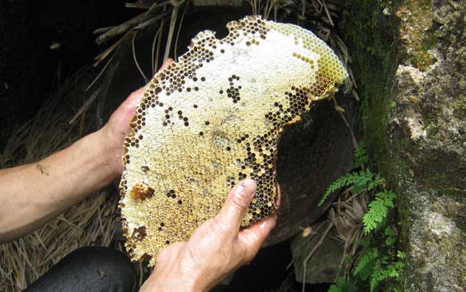 土蜂蜜和普通蜂蜜的區別，不但釀制蜂種不同，營養價值也不同！