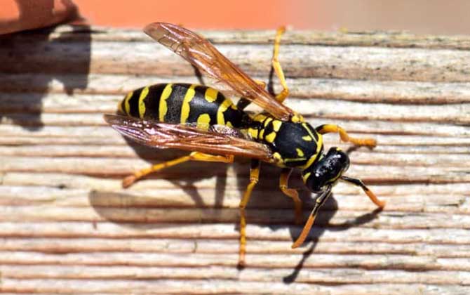 被馬蜂蟄了怎么辦？怎么消腫？切勿掉以輕心，嚴重時會危及生命！