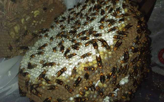 馬蜂記仇記多久？沒有固定的時間，信息素未消散前馬蜂都會報復！