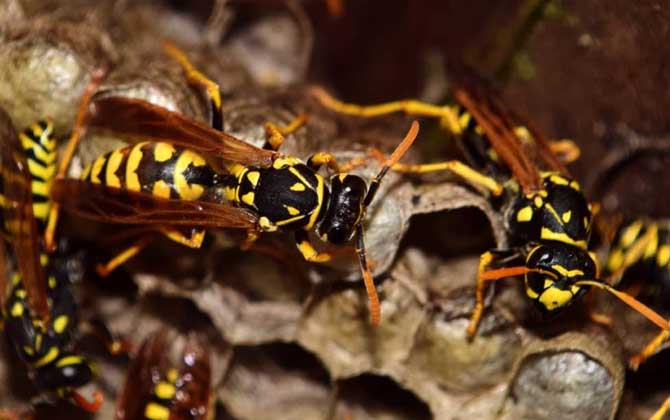 家里有馬蜂窩的預兆是什么？無關禍福，只能說家里適合馬蜂筑巢！