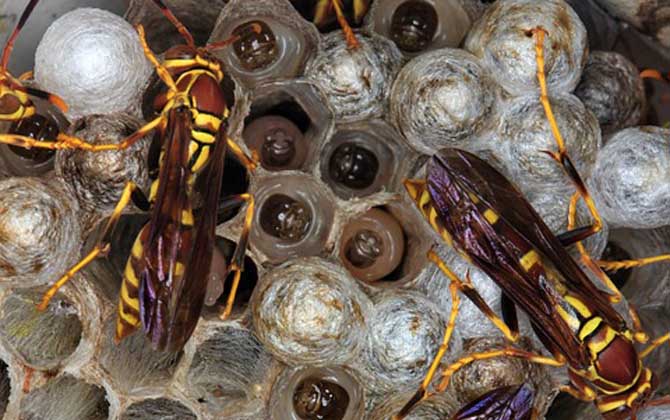 馬蜂窩怎么處理最安全？試試這4種方法，輕松技能搞定馬蜂窩！