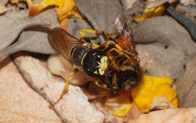 馬蜂蟄了腫了抹什么藥？像這樣處理，不但能止痛，還能快速消腫！