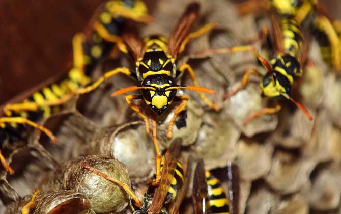 馬蜂蟄了怎么消腫止痛？先用食醋沖洗被蟄處，然后再涂抹些藥物！
