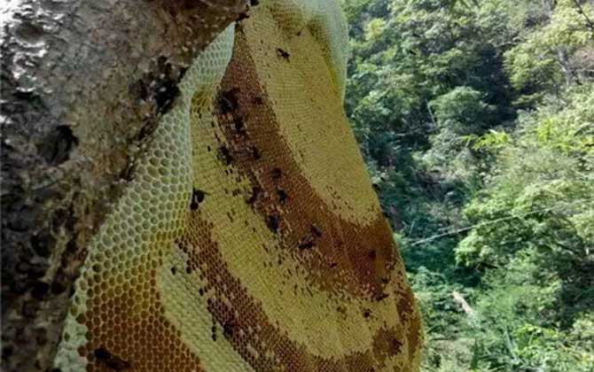 野生蜂蜜多少錢一斤？一般都不低于200元，有些甚至要300元以上！