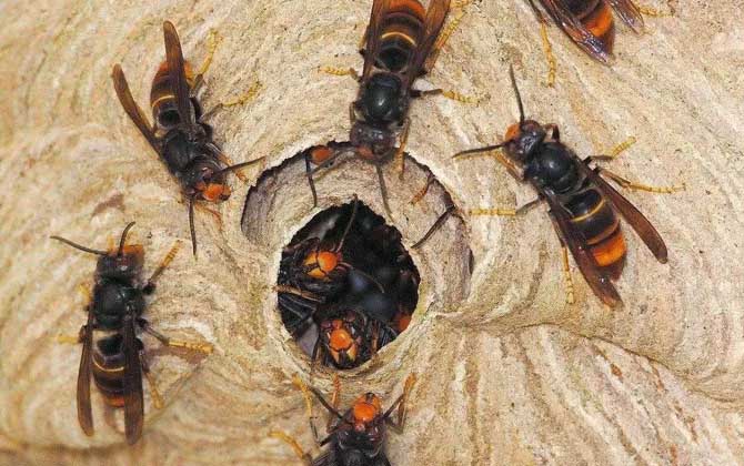 被虎頭蜂蟄了的人會怎樣？看圖片都疼，珍愛生命，遠離虎頭蜂！