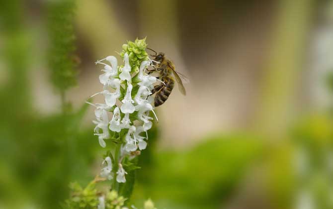 蜂毒療法是騙局嗎？不是騙局，但必須由醫生或專業人士操作！