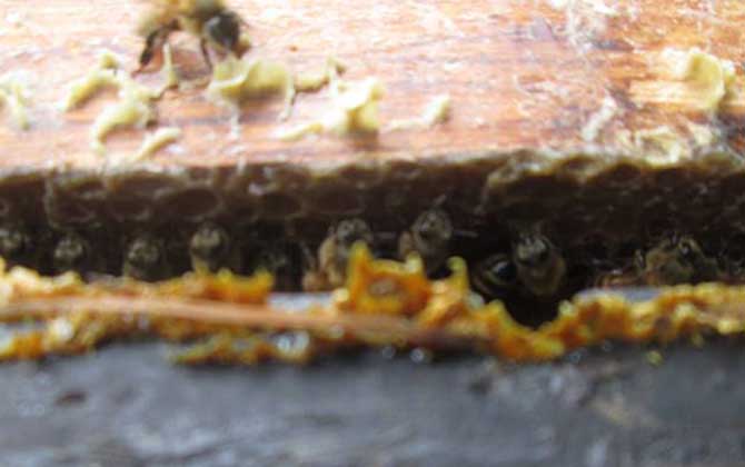 沒加工的蜂膠怎么吃？