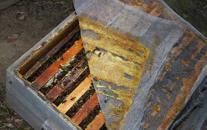 蜂膠在蜂巢的什么地方？