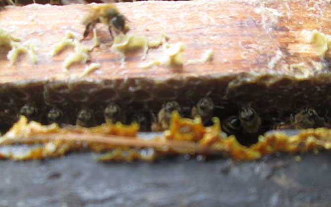 蜂膠在蜂箱的哪個部位？