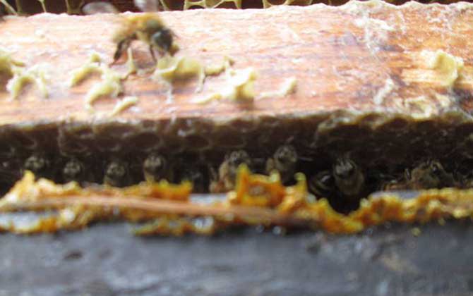 男人吃蜂膠會(huì)影響性功能嗎？