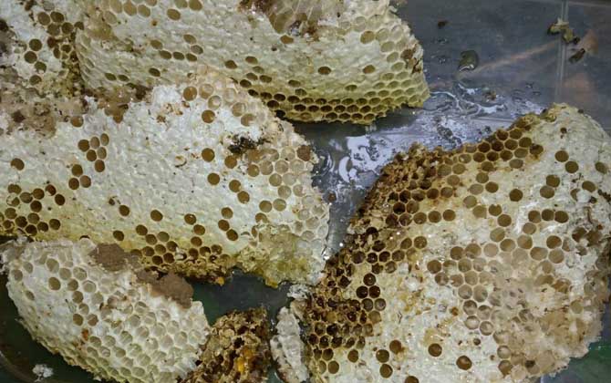 蜂巢價(jià)格多少錢一斤？