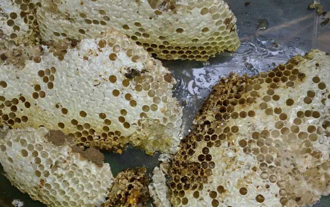 蜂巢不適宜哪些人吃？