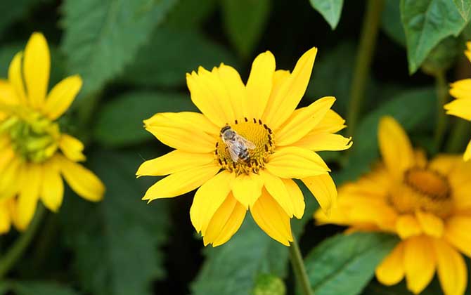 蜂毒對人體有什么副作用？